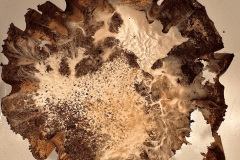 Stephanie-Blundell-Living-Art-Coffee