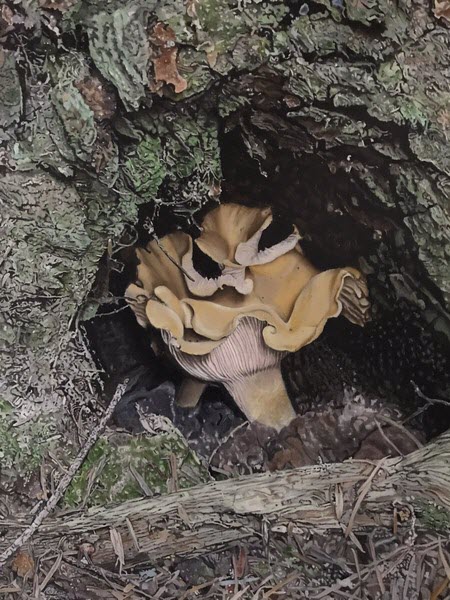 Chantarelle Mushroom 40H x 30W Oil on Exhibition Canvas-1